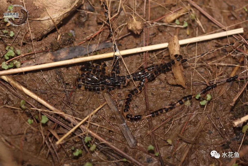 蝌蚪和蟾蜍的卵如何区别,如何分辨蝌蚪长大是青蛙还是蟾蜍