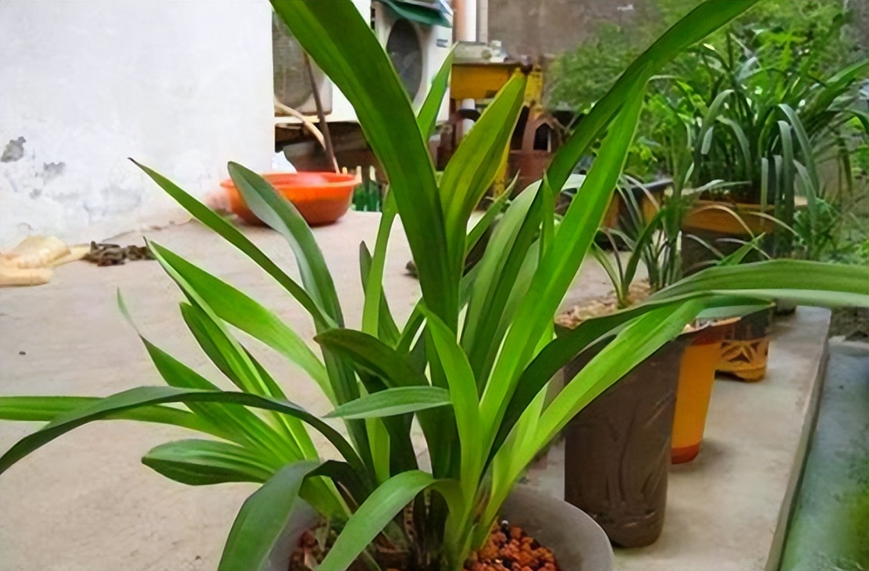 旧筷子可别当垃圾扔了,养花小技巧旧筷子再利用