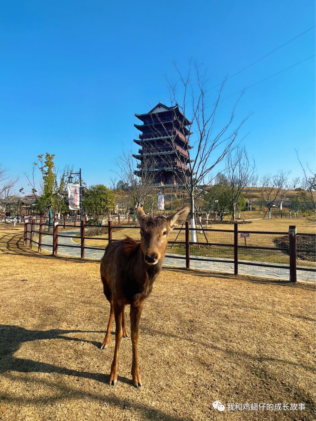 爱美丽推荐打卡第76|合肥必打卡|草坪+湖泊+游乐园+萌宠市集+花海