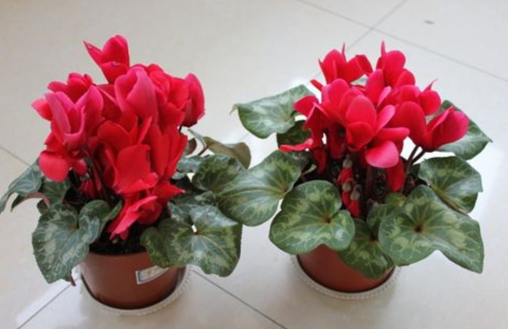 3月份的仙客来怎么养护,刚买来的仙客来怎么养护