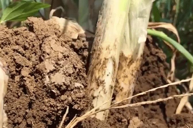 为什么叫山东大葱,为什么大葱用葱白不用葱绿