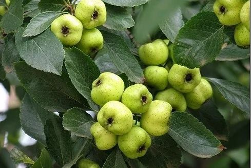 蔷薇科水果是什么,蔷薇亚科著名水果