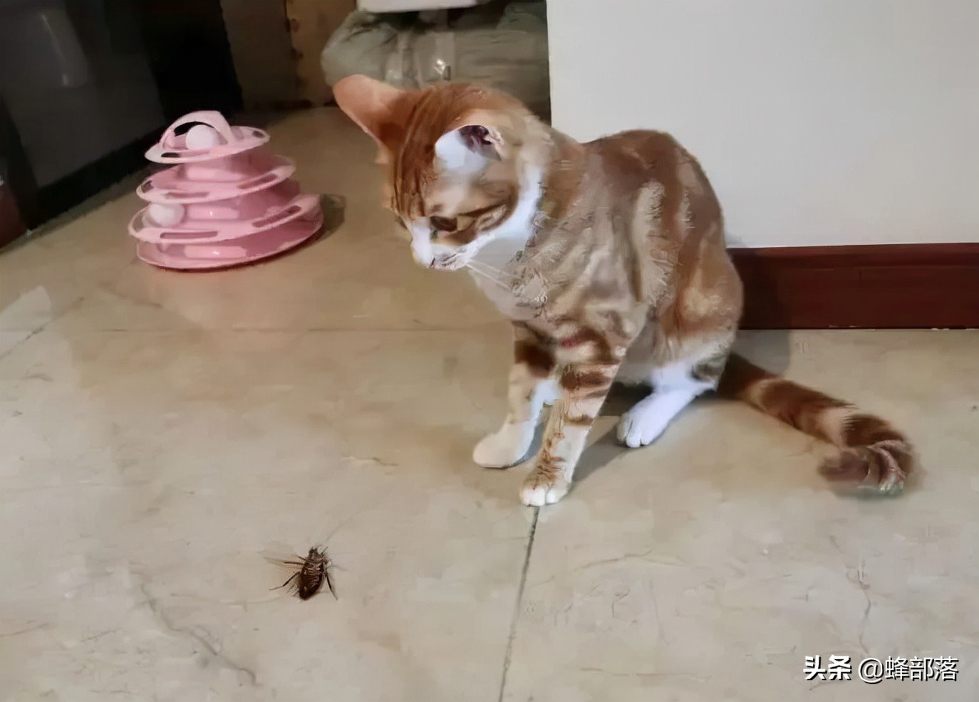 蟑螂的外号小强,蟑螂为什么不能踩死它