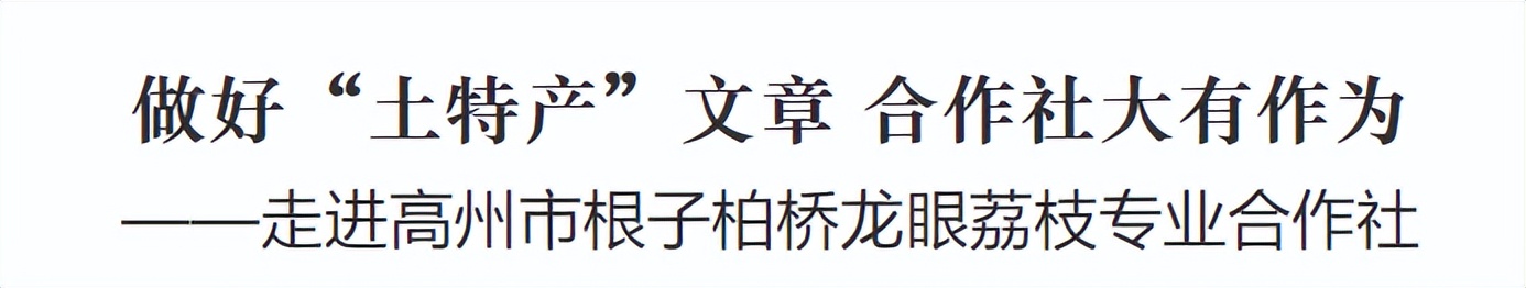 做好“土特产”文章合作社大有作为——走进高州市根子柏桥龙眼荔枝专业合作社