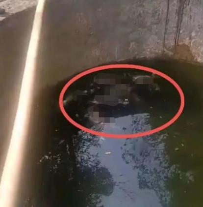 村民喝水异味发现水池有死猴尸体,楼顶蓄水池藏尸案