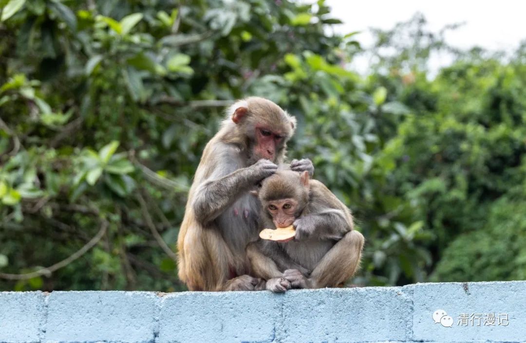 海南南湾猴岛天气预报,海南南湾猴岛