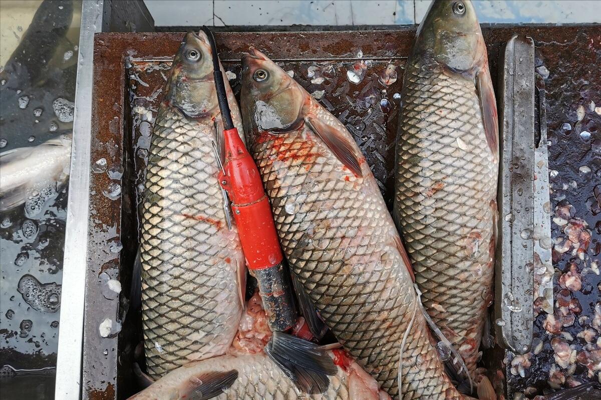 腌腊鱼怎么去腥味,腌腊鱼怎么腌