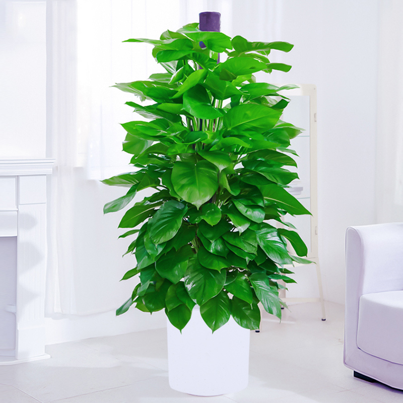 客厅适合的花草,适合客厅的花草