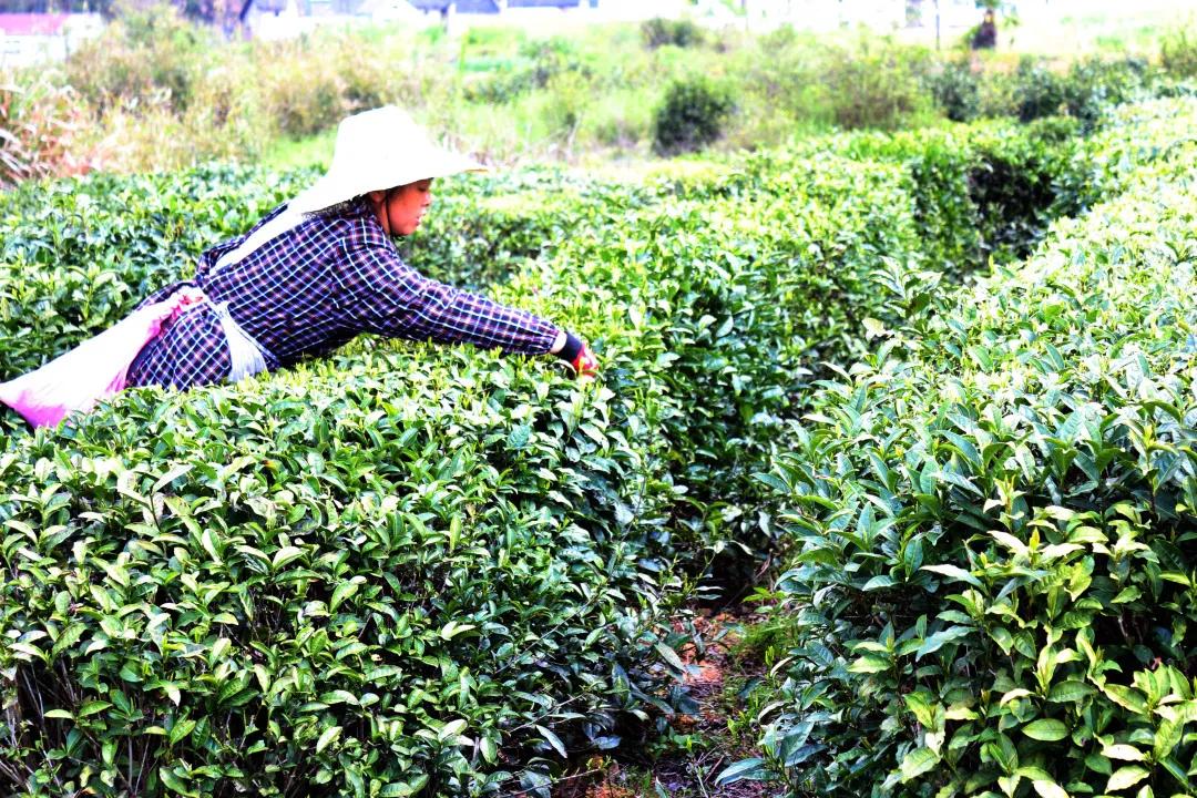 祁门红茶，清誉高香不二门