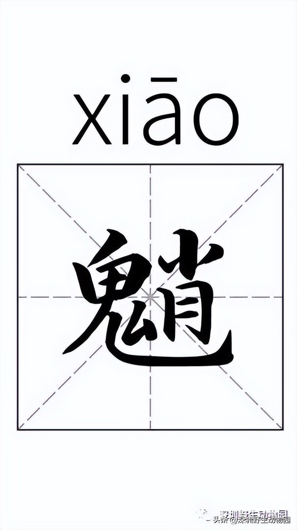 苗鸟小学,苗鸟念什么