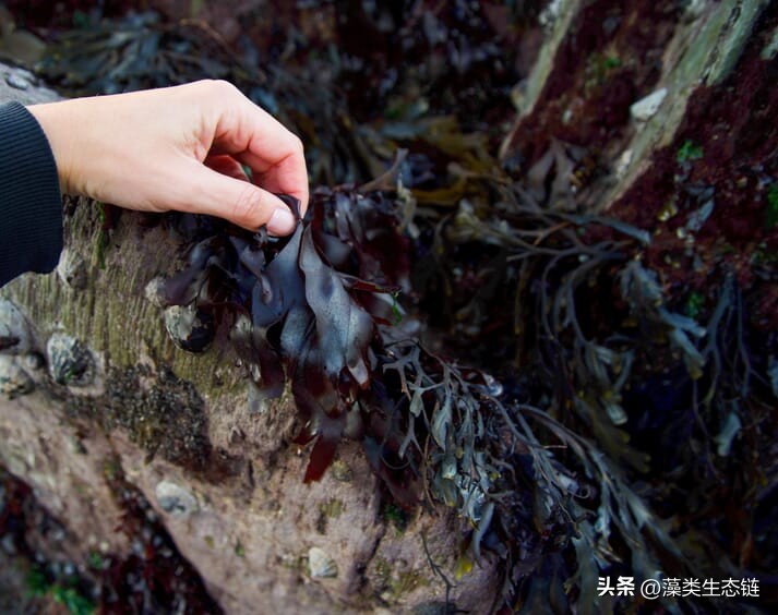 爱尔兰海藻有什么作用,爱尔兰海藻有什么好处