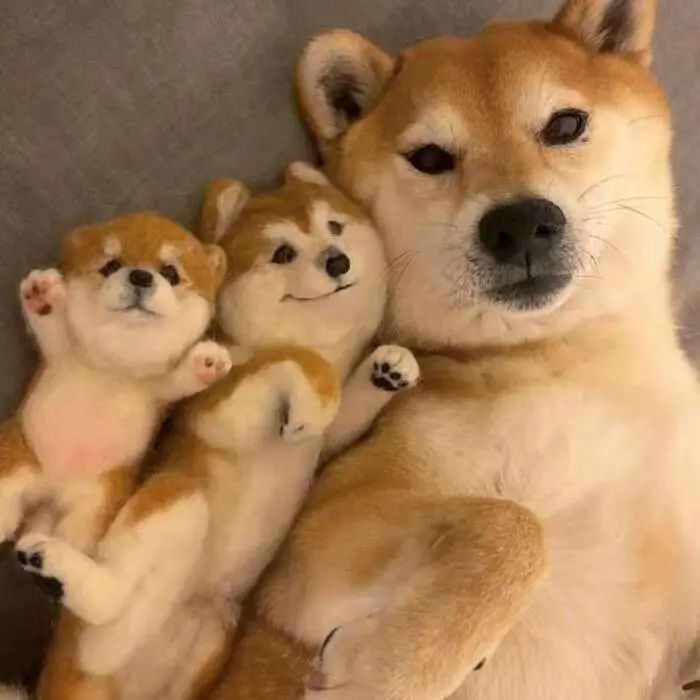 狗狗无缘无故惊慌乱叫乱躲怎么办,狗狗一有动静就醒是怎么回事