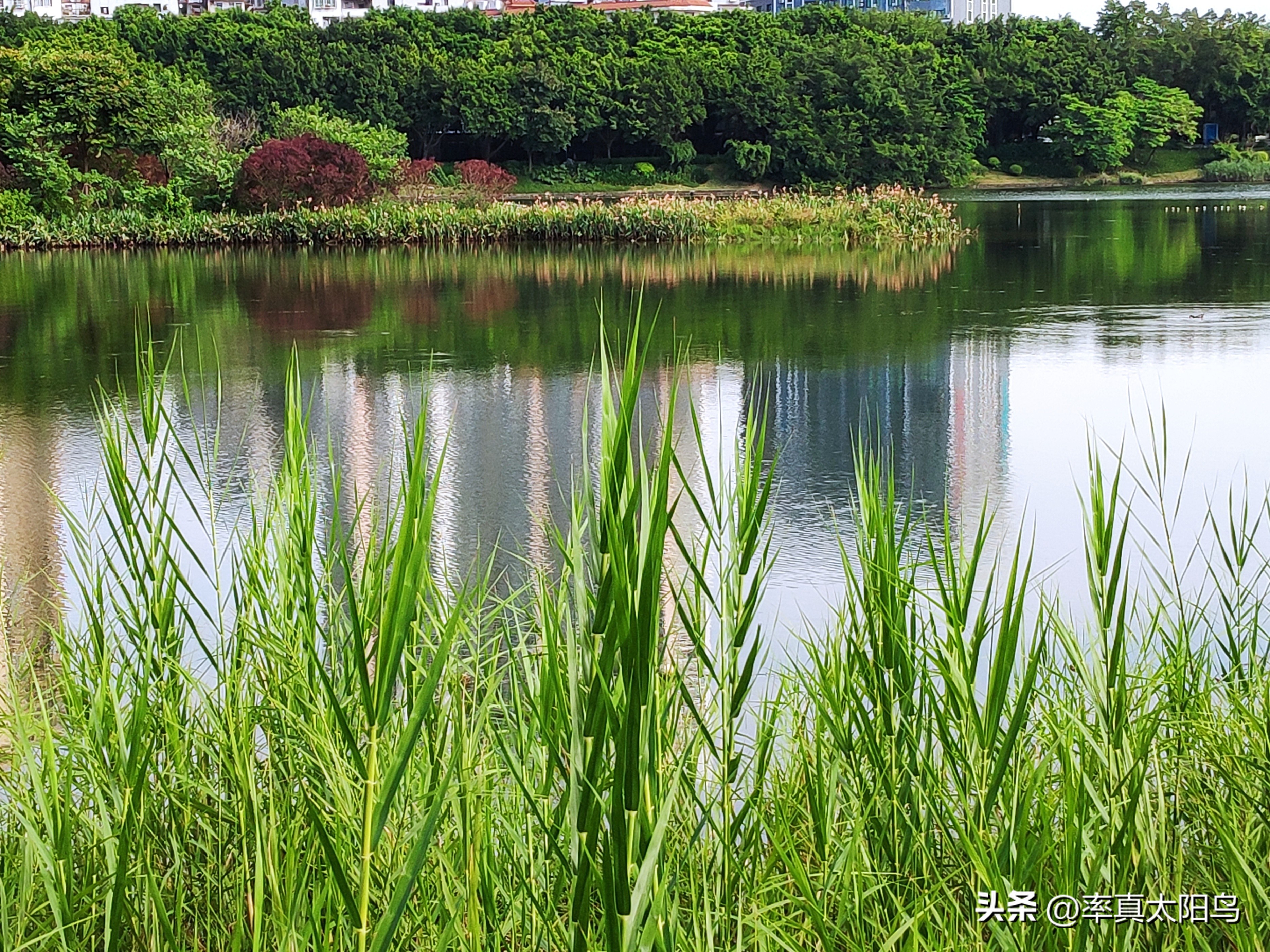 秋水之韵文章,秋水之韵抖音