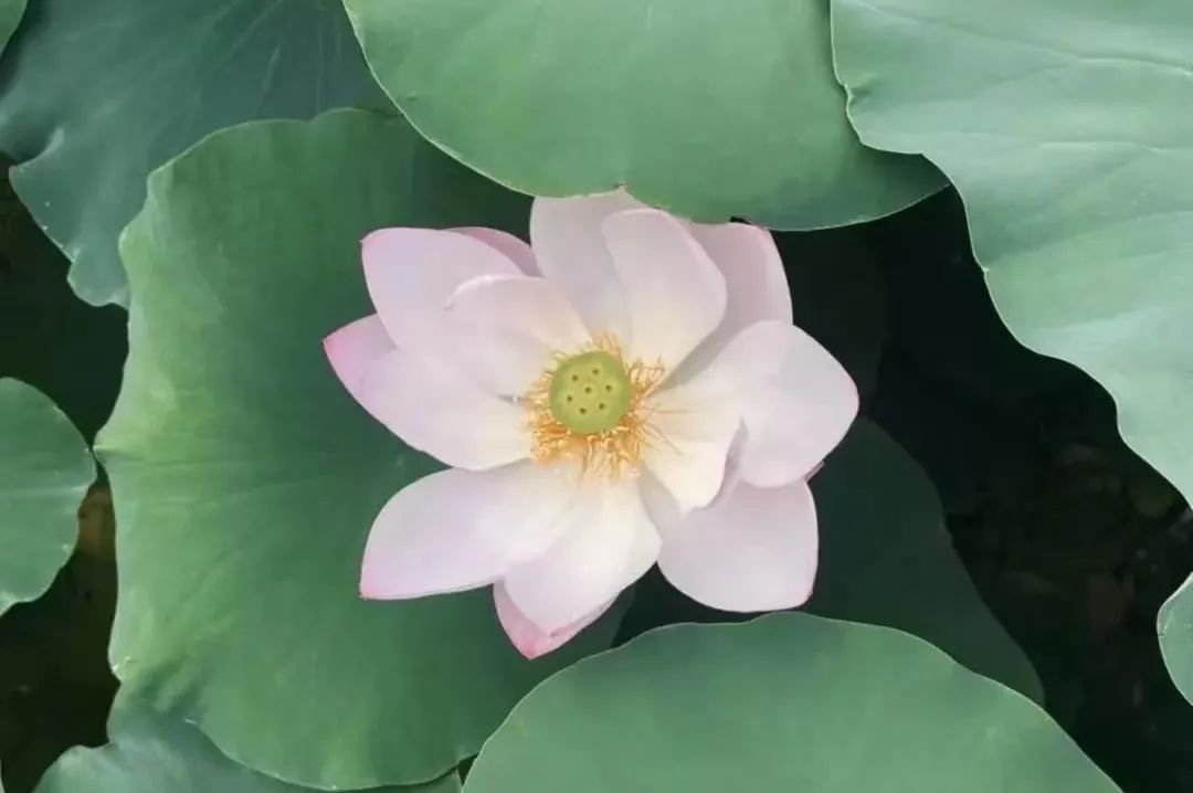 百变角色卡！假日玩转高新↓↓↓