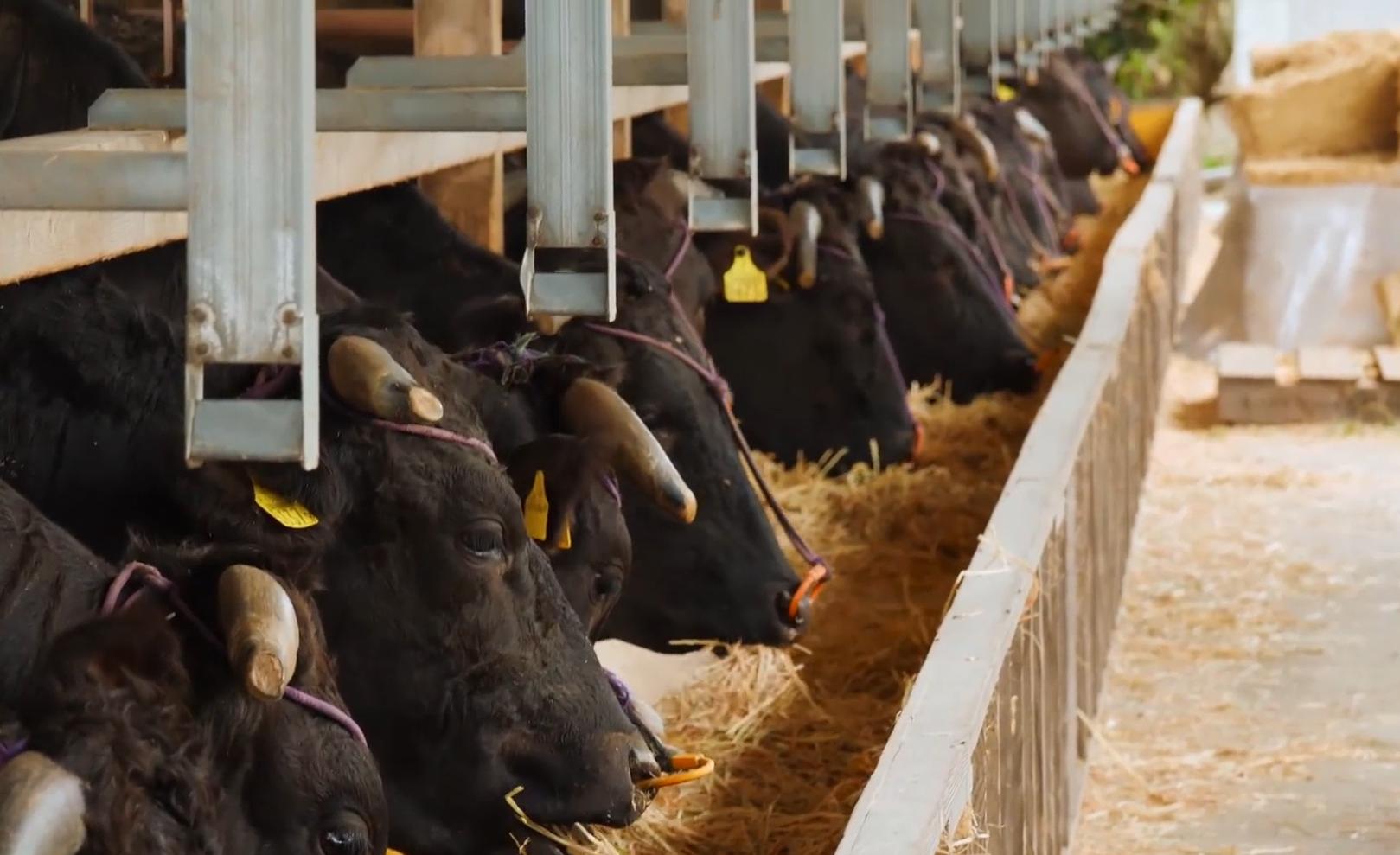 驴和马能混养吗,马和驴能杂交不能养牛吗