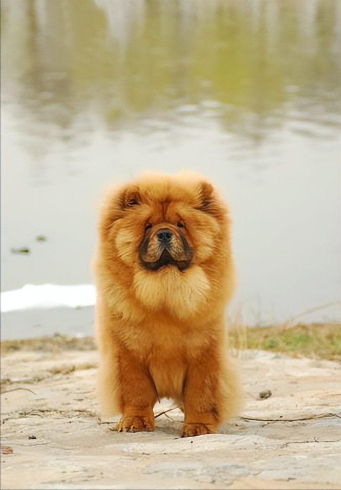 狗中大熊猫——松狮犬，丝毫不输国外犬