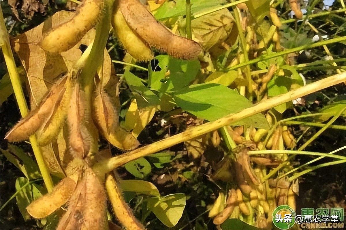 今年大豆价格最新行情现在是多少,今日大豆价格2024年2月份价格预测