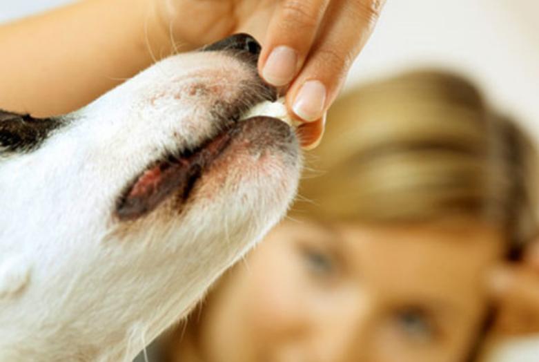 小狗狗三个月一直呕吐怎么办,有效制止小狗狗呕吐的办法