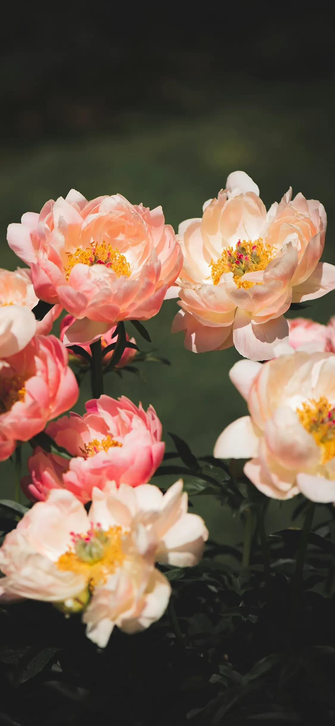 荷花荷叶壁纸图片大全,荷叶手机壁纸高清图片