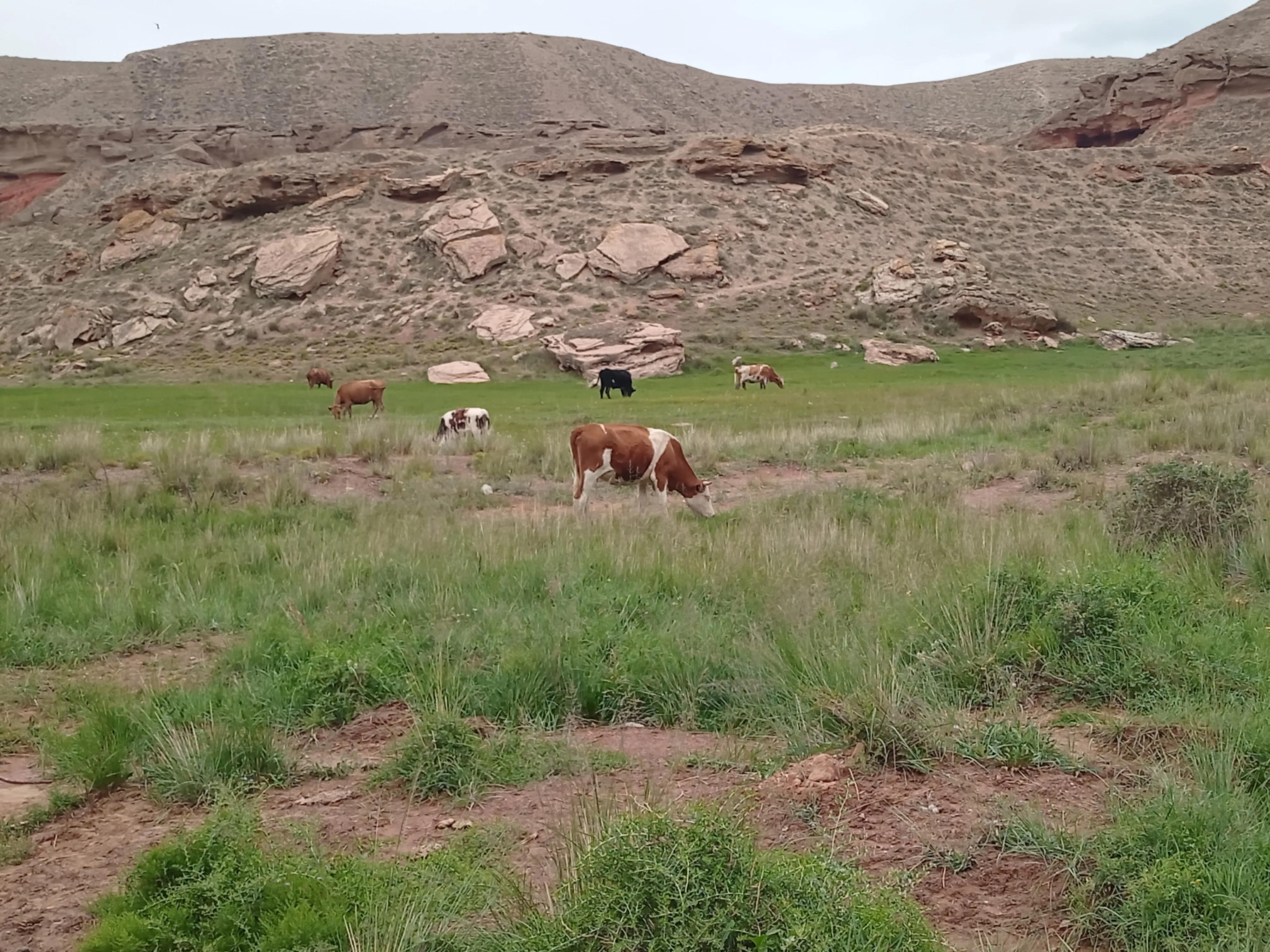 在家养多少头牛一年可以赚五万,2019年6万可以养几头牛