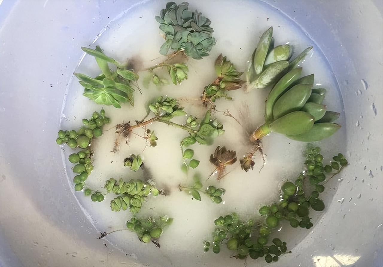 多肉植物存活率多少合适,网购的多肉怎么样快速养好根