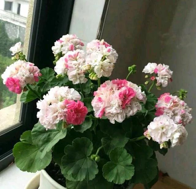 为什么说养花的尽头是天竺葵,天竺葵养花经验