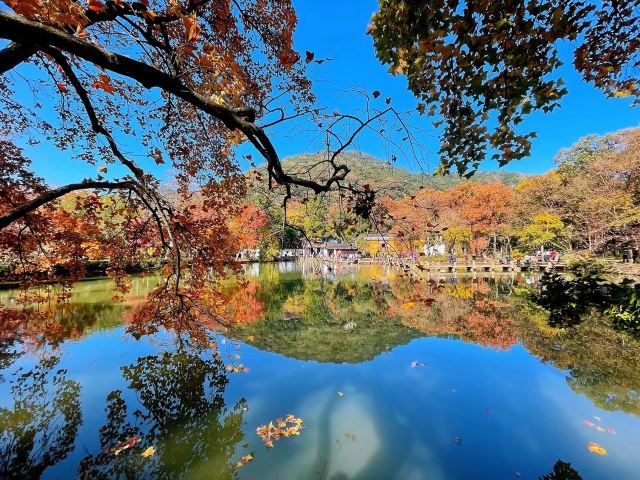 苏州秋季旅游最值得去的地方,苏州赏秋一日游攻略