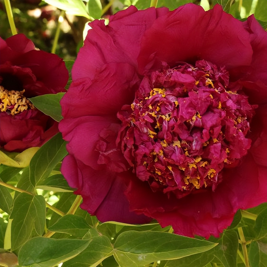 2024骞村宸磋兒閰嶈壊,缁胯壊鐨勫宸磋兒閰嶈壊