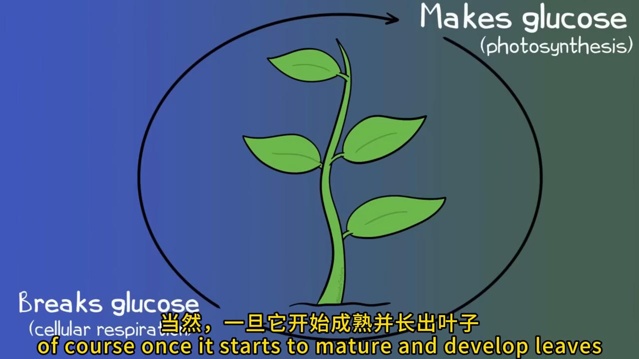 CellularRespiration,UPDATED细胞呼吸#动画