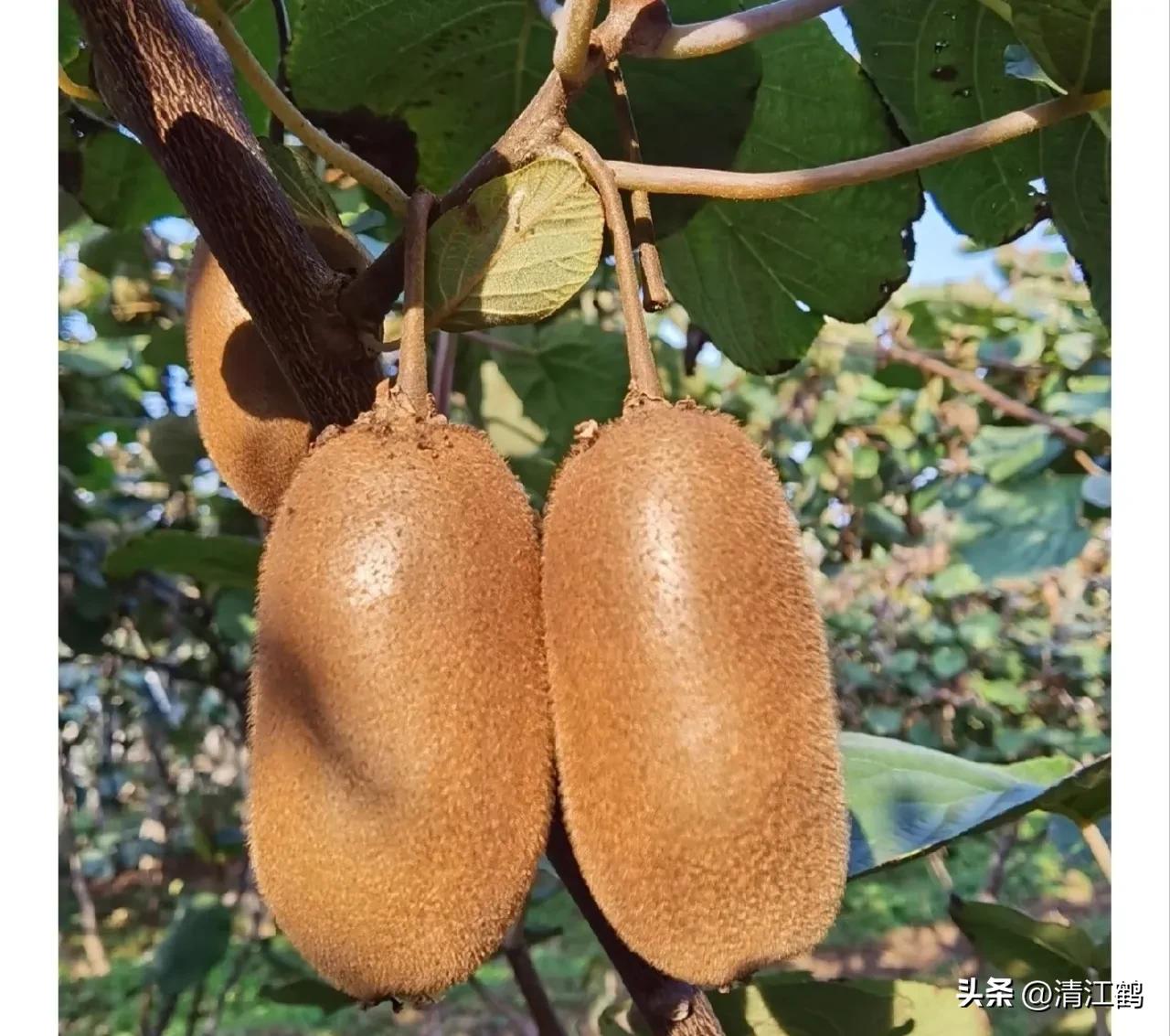 怎样辨别叶面肥好坏,叶面肥怎样选择真假和用量