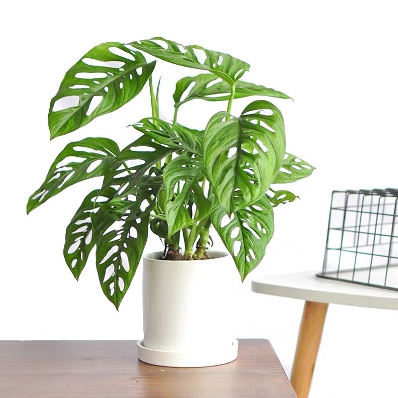 家居必备的几款高颜值中大型绿植,40款超治愈的家居绿植