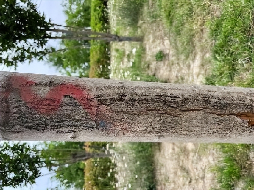 12月份园林绿化养护工作重点,元月份园林养护重点工作