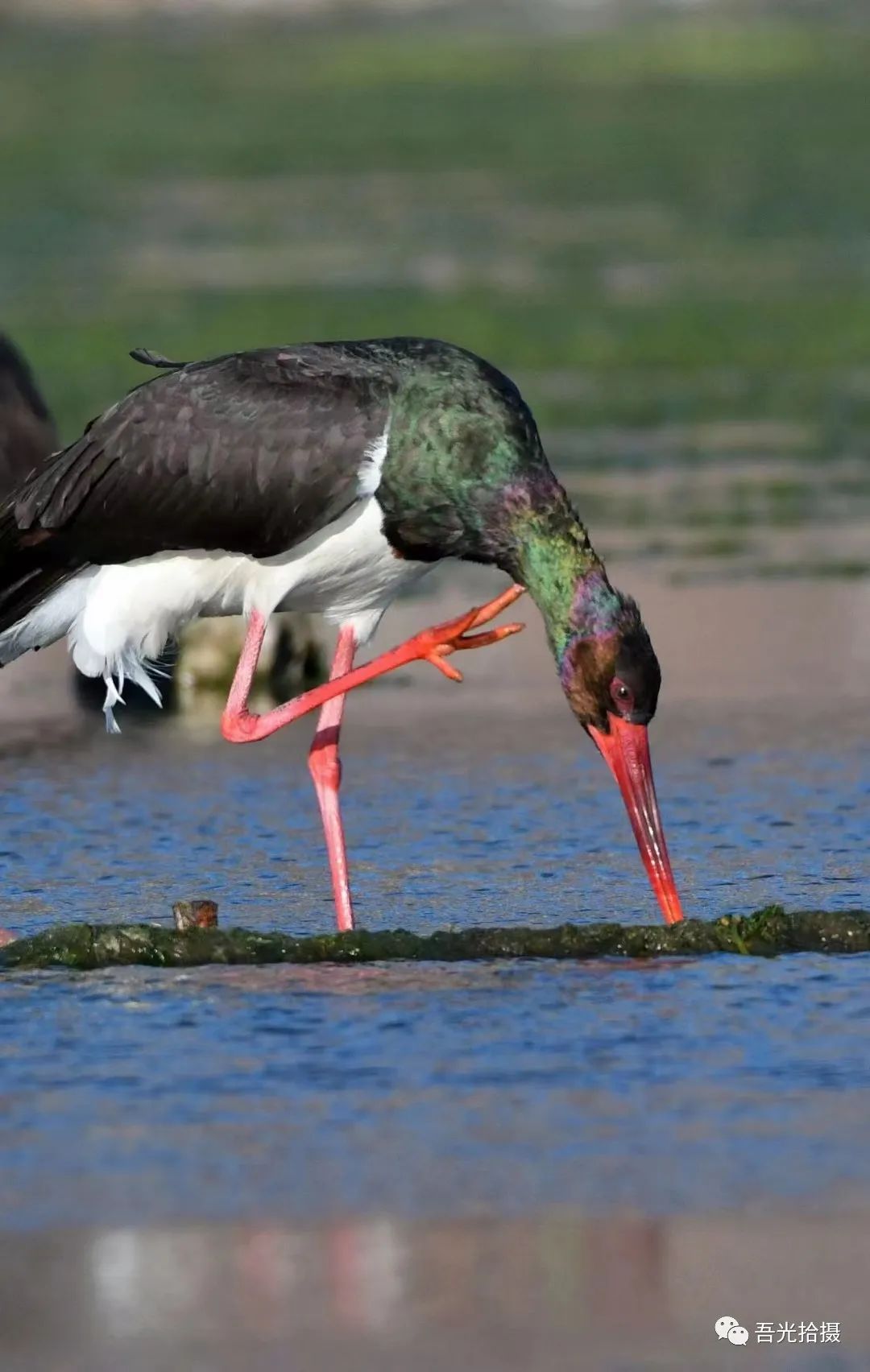 精彩绝伦作品图片,锦言精华作品