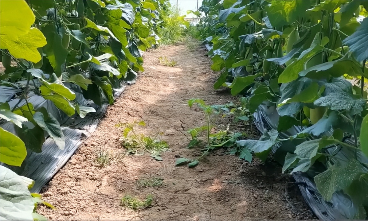 怎样防止甜瓜裂瓜烂瓜,甜瓜瓜裂怎么办