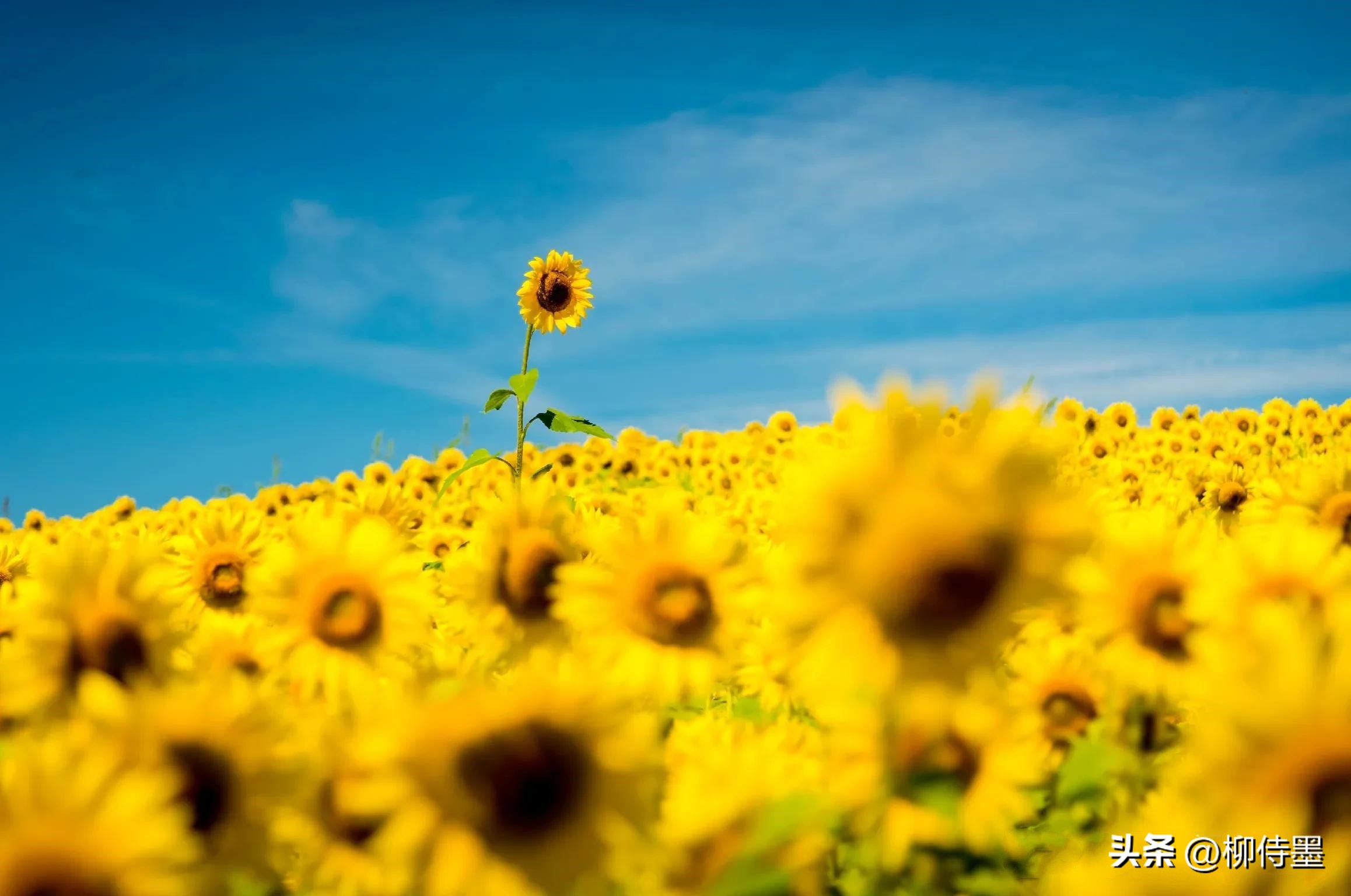 怎样用手机拍出向日葵好看的照片,向日葵怎样拍好看