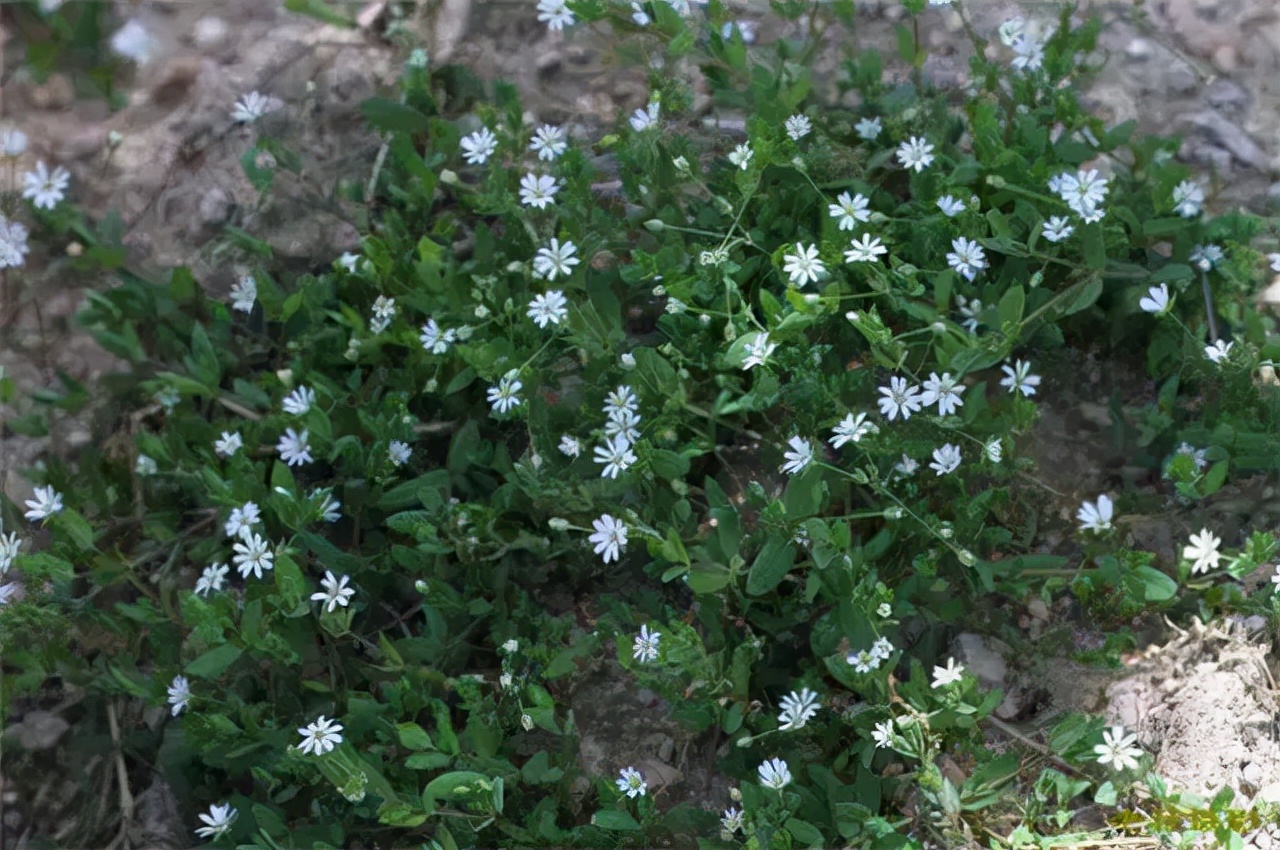 公园路边植物图片,路边的小植物有哪些