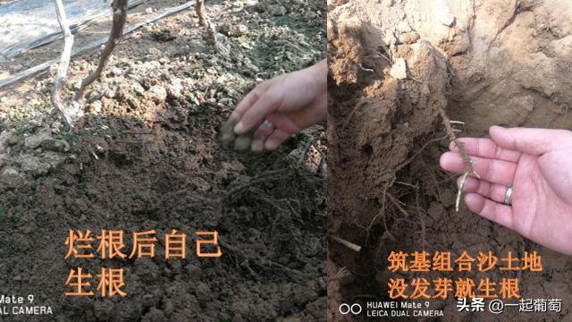 葡萄树专用肥有机肥复合肥,种植葡萄钙肥