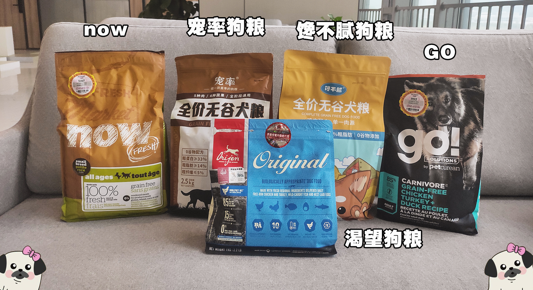 领养狗狗领什么狗最好 (领养和购买宠物狗的区别)