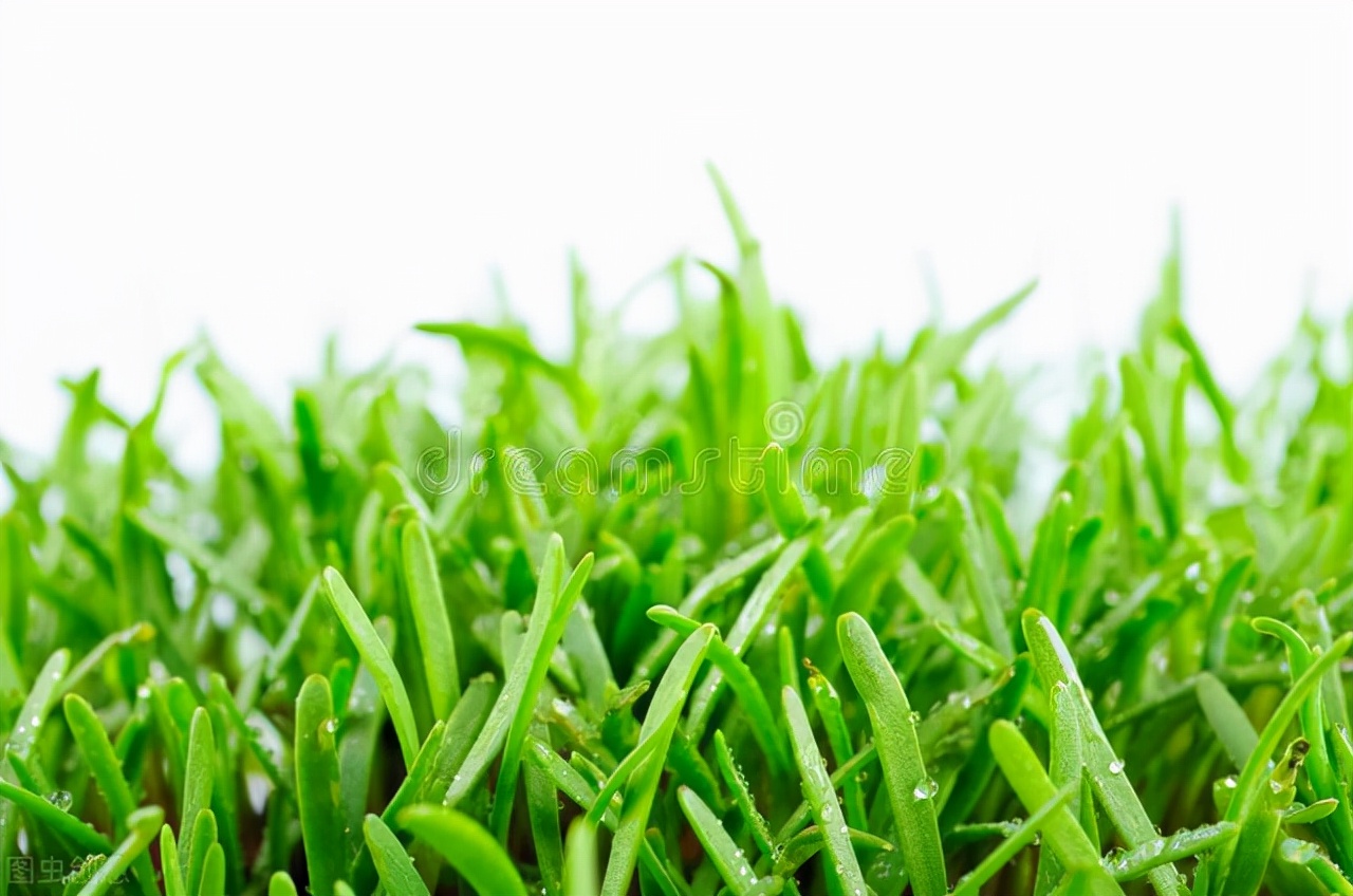 （五百四十五）牵线