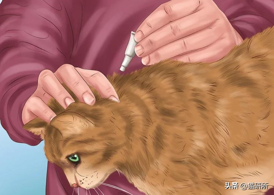 猫咪有皮屑是怎么回事,猫咪有轻微皮屑怎么回事