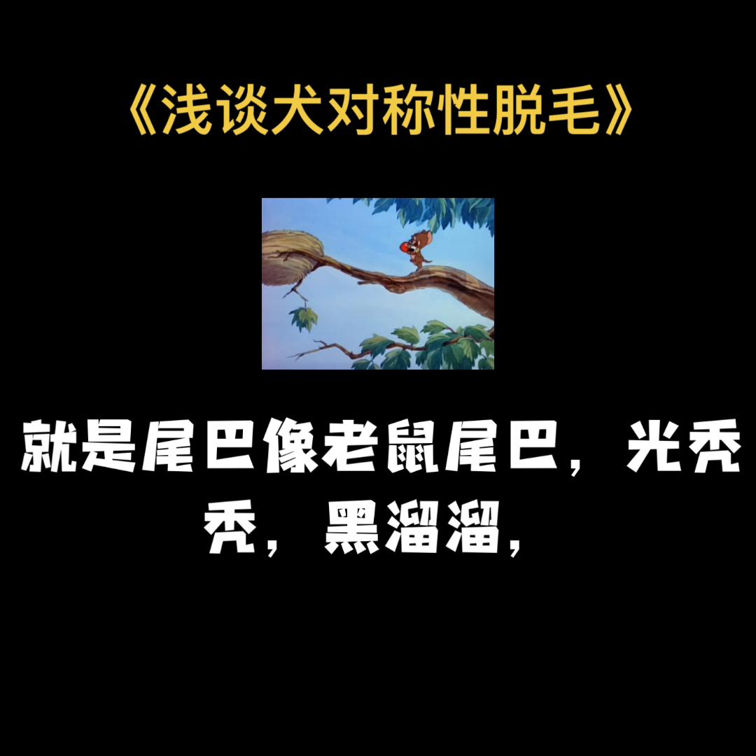 宠物犬脱毛症,犬皮肤病的诊治的论文