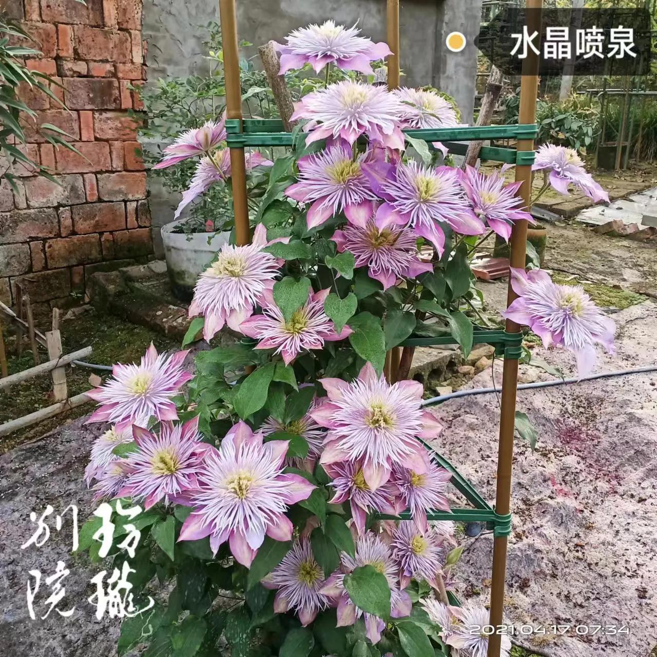 里昂村庄铁线莲经典品种,铁线莲波旁王朝什么品种