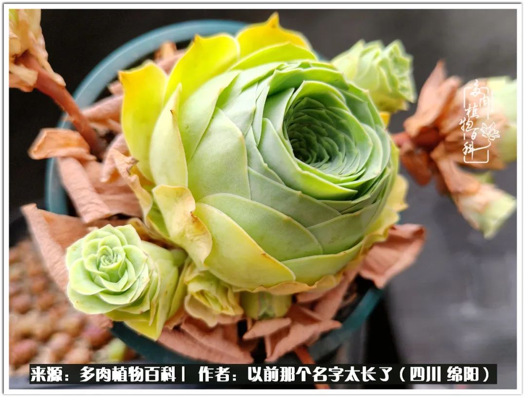 夏天山地玫瑰,小清新山地玫瑰