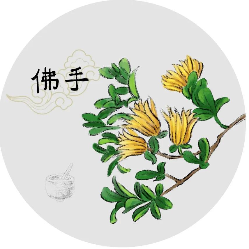长相奇怪的中药佛手,佛手形状
