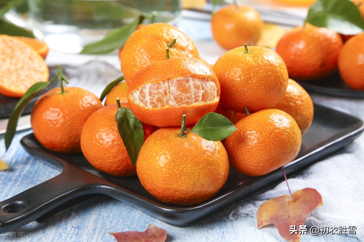 江南有丹橘全诗,冬橘作品