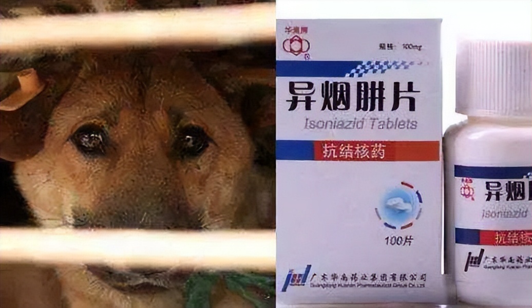 怎样防止遛狗的时候被毒,遛狗时怎么防止伤到自己