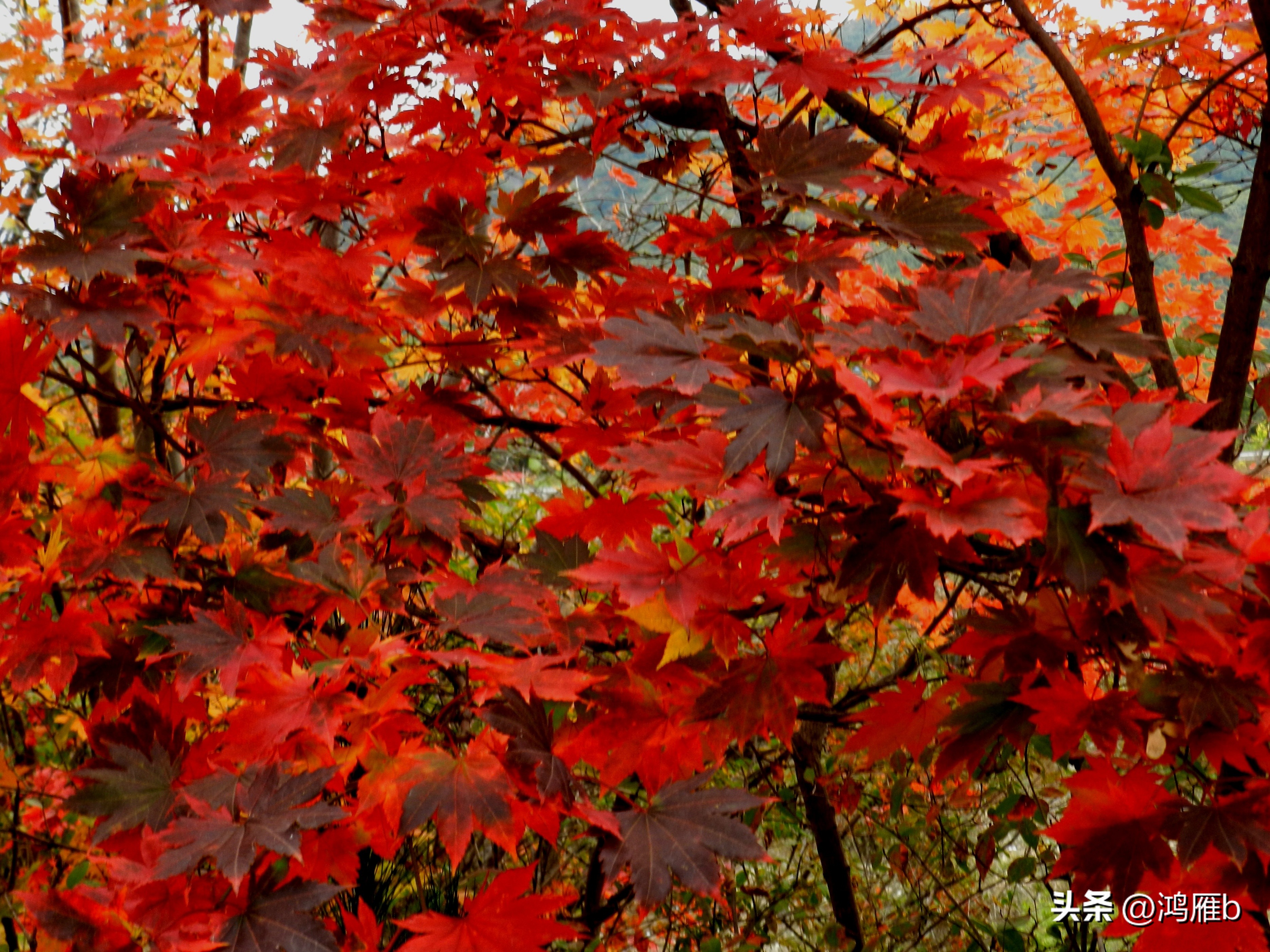 本溪温泉汤沟门票价格,本溪花溪沐枫雪温泉小镇