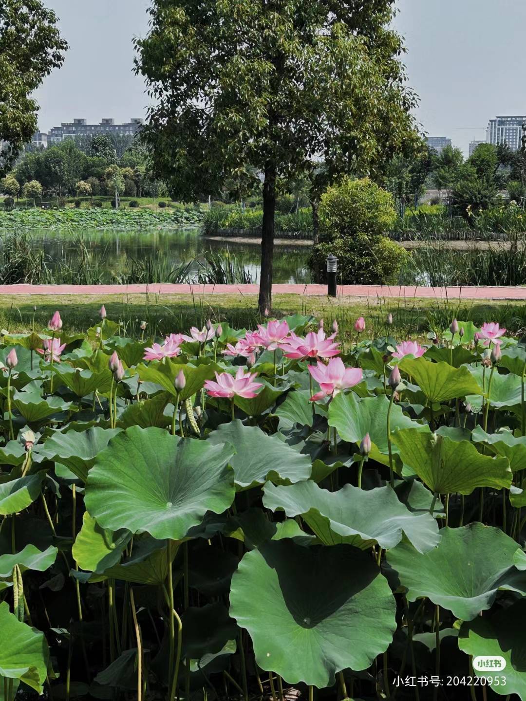 漯河赏荷,漯河看荷花的地方
