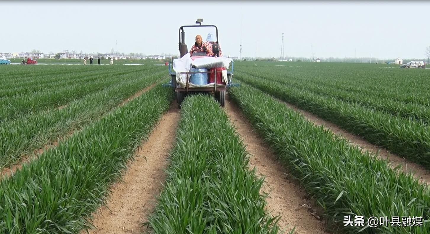 叶县廉村镇：机械直播新技术奏响春种“椒响乐”