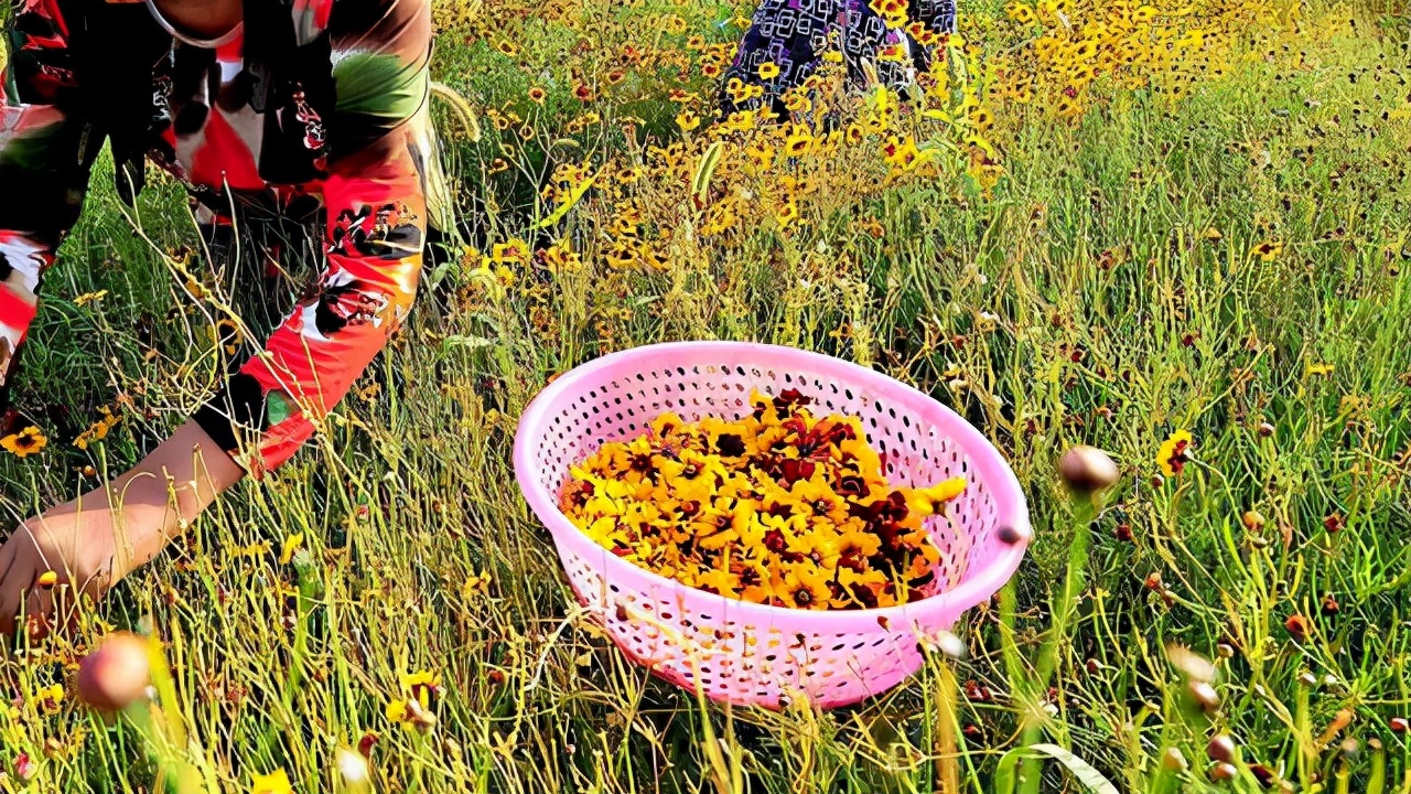 徽州昆仑雪菊,新疆西域昆仑雪菊